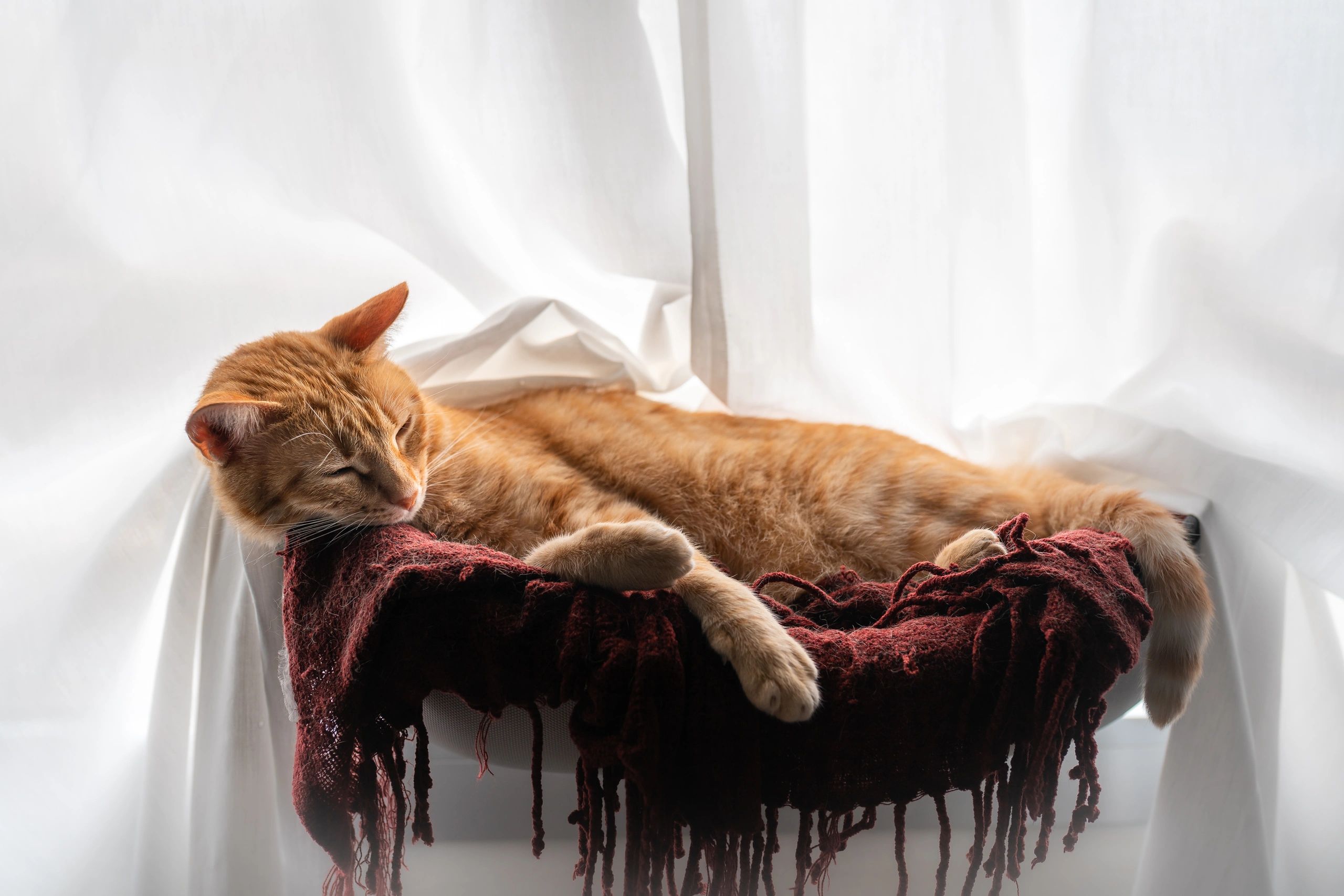 Tabby cat sleeping comfortably on a hammock