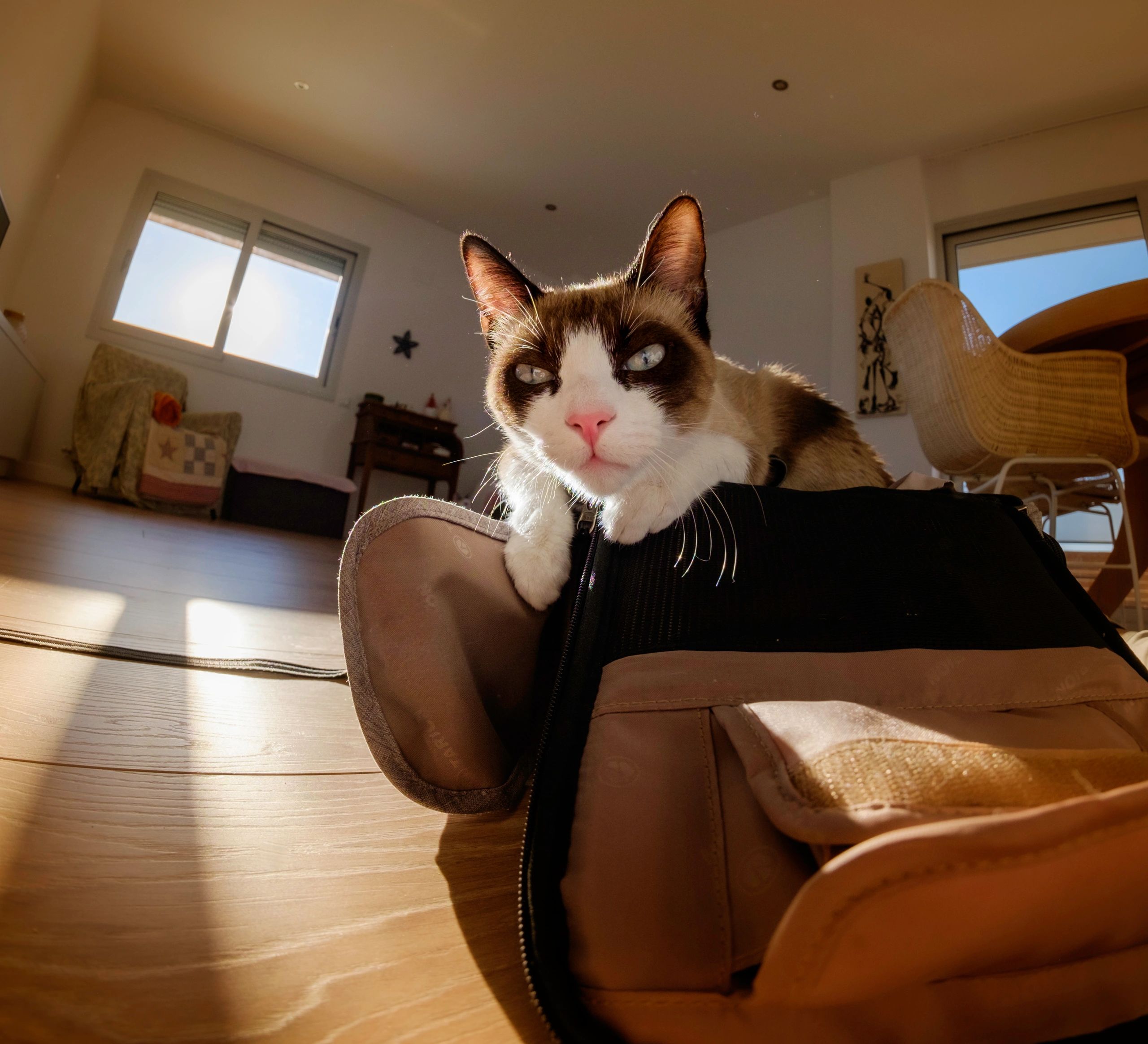 Playful kitten near everyday pet items