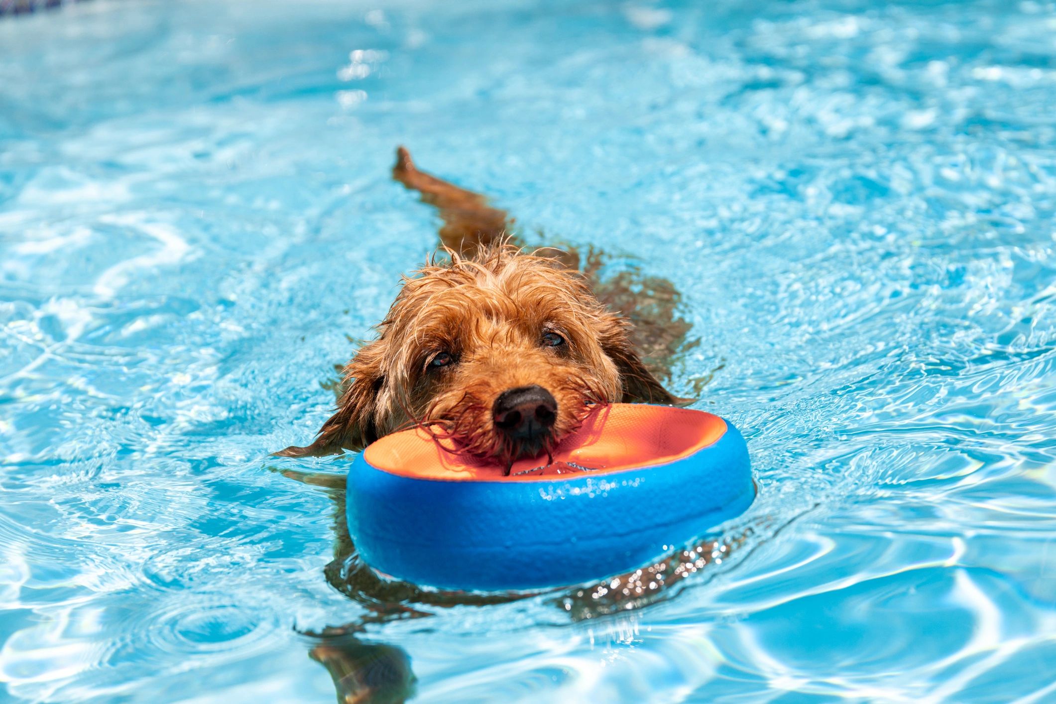 Dog playing fetch with a toy